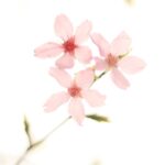 cherry blossom, flowers, flower wallpaper, spring, pink flowers, sakura, flower background, bloom, blossom, branch, tree, beautiful flowers, nature, closeup